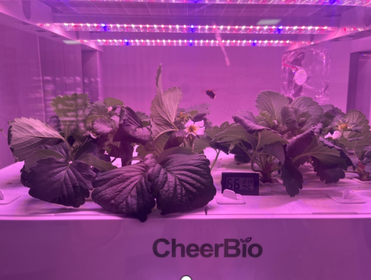 CheerBio Bioartificial light pure hydroponic strawberry technology has made a stage breakthrough, and continues to move to the forefront of the world